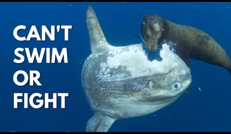 Ocean Sunfish - Why Is This Fish Not Extinct?
