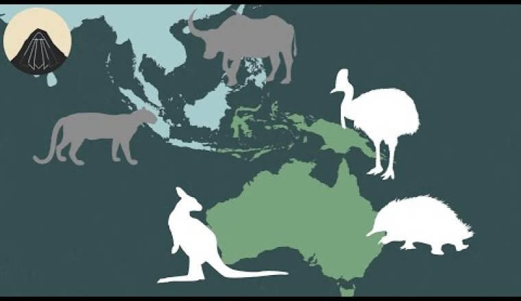 The Story Behind Australia's Weird Animals
