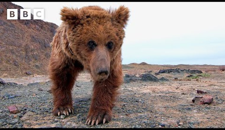 Rare Sighting of the World’s Loneliest Bear