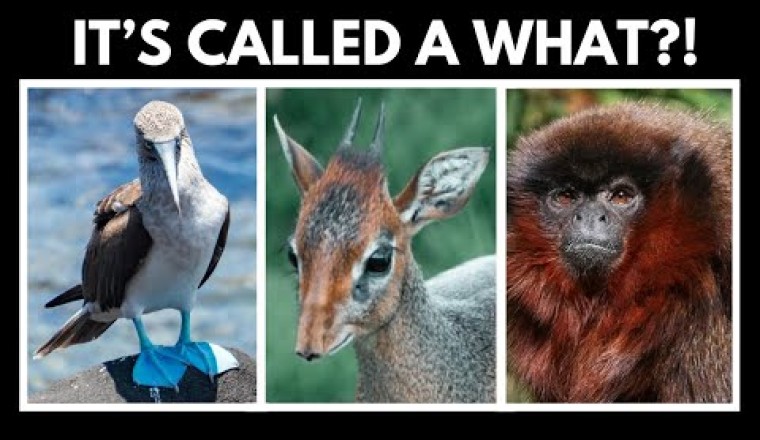 Nature's Funniest Names: Quirky Animals and Their Weird Stories