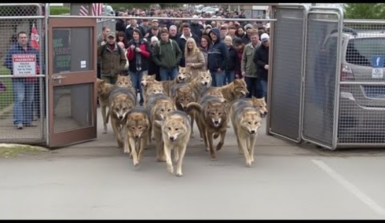 U.S. Releases 14 Canadian Wolves Into the Wild and Saves $94 Billion