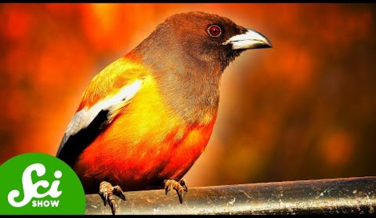 The Birds That Eat Fire