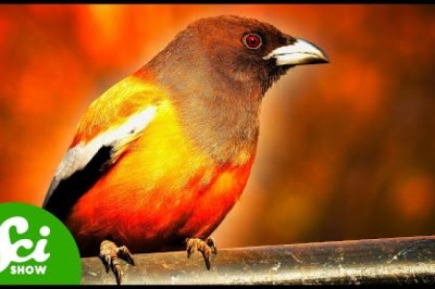 The Birds That Eat Fire