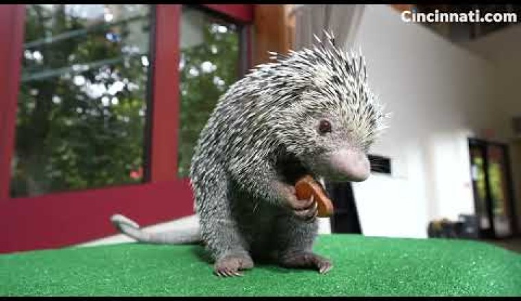 Rico the Cincinnati Zoo Porcupine Is Going Viral for His Adorable Snacking
