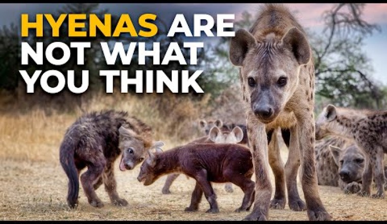 The Insane Biology of: The Spotted Hyena