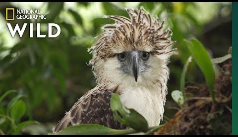 Watch an Endangered Philippine Eagle Chick Grow Up in Rare Video