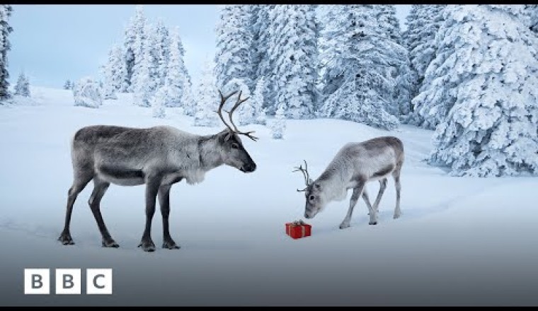 Why Rudolf the Reindeer Is Actually Female, According to Science