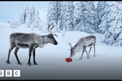 Why Rudolf the Reindeer Is Actually Female, According to Science