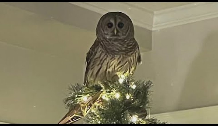 Owl Flies Down Chimney, Perches on Top of Arlington Family’s Christmas Tree