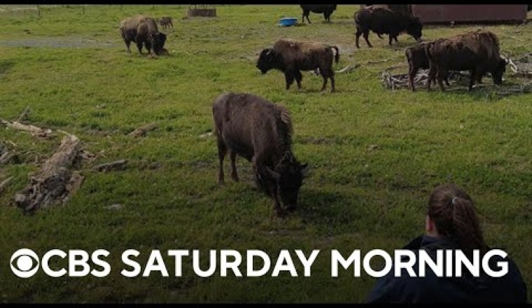 Program Reintroduces Previously-Believed Extinct Wood Bison Into the U.S.