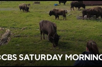 Program Reintroduces Previously-Believed Extinct Wood Bison Into the U.S.
