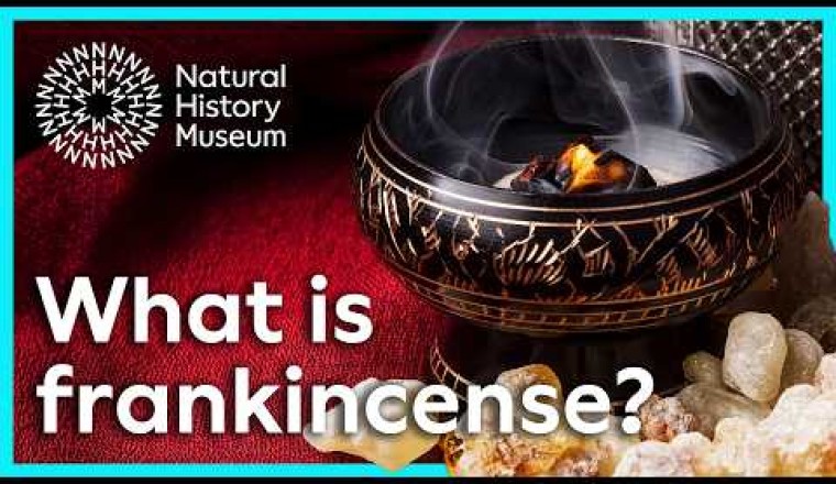 What Is Frankincense?