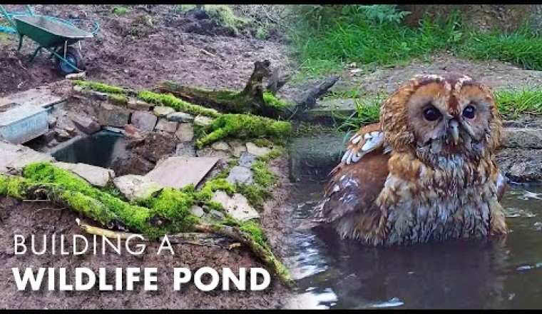 I Built a Wildlife Pond... and so Many Animals Came!