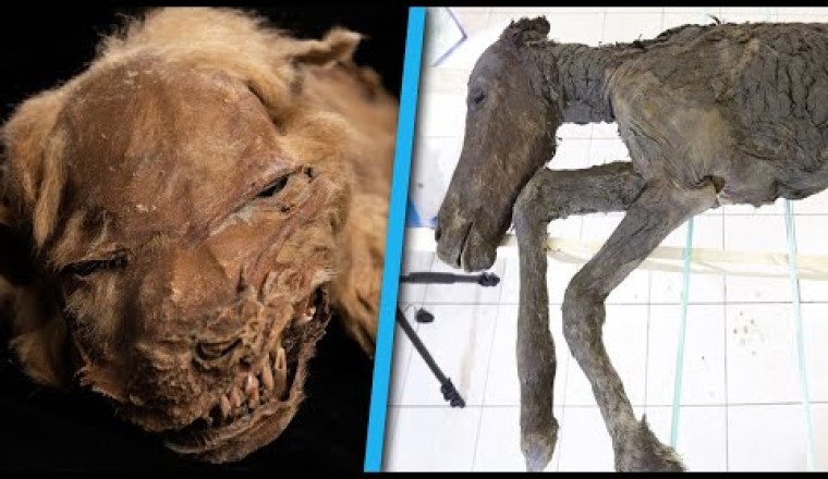 5 Strange Prehistoric Creatures Found Frozen In Ice