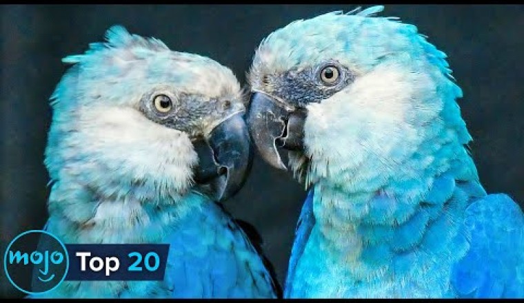 Top 20 Extraordinary Rare Animals