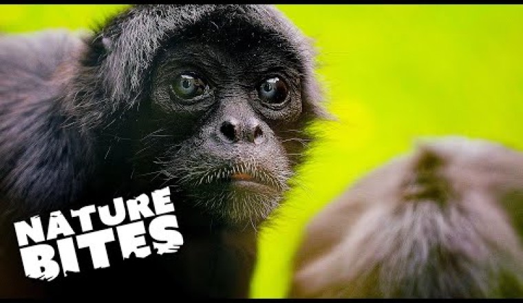 Meet the 50 Years Old Spider Monkey