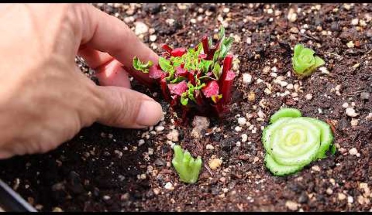 What Happens When You REGROW Veggies From the Store?