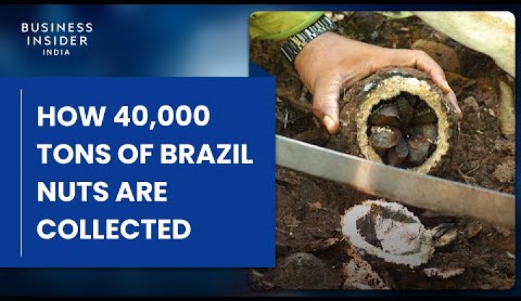 How 40,000 Tons Of Brazil Nuts Are Collected Deep In The Amazon Rainforest