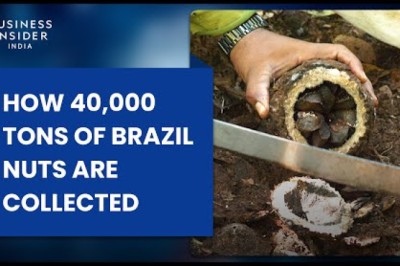 How 40,000 Tons Of Brazil Nuts Are Collected Deep In The Amazon Rainforest