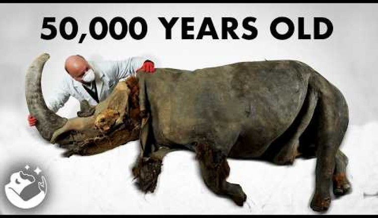 Every Extinct Animal We Have Found In Permafrost!