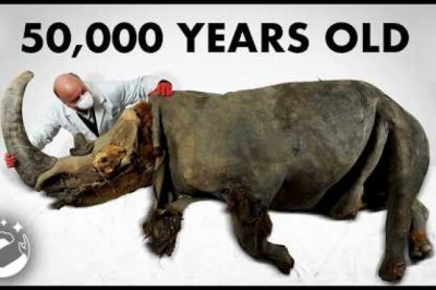 Every Extinct Animal We Have Found In Permafrost!