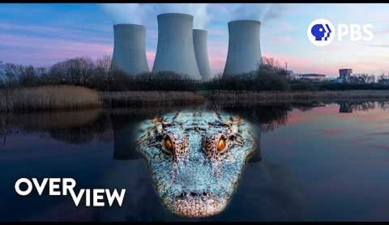 Why Crocodiles Are Thriving in the Shadow of A Nuclear Plant