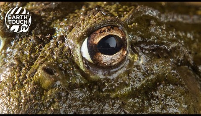 Giant African Bullfrogs Awaken To Feed