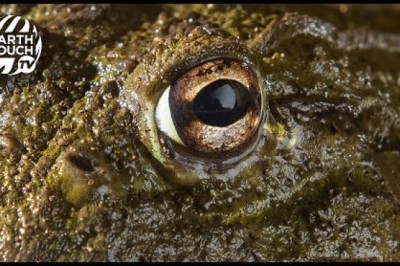 Giant African Bullfrogs Awaken To Feed