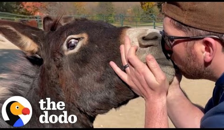 Rescued Donkey Is Completely Infatuated With His Dad