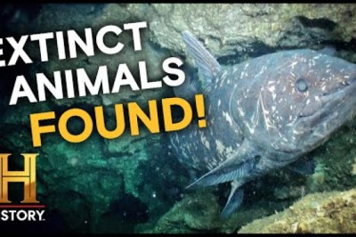 Scientists Stunned by Extinct Creature Discovery