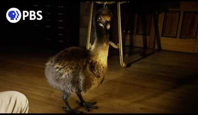 What the Dodo Bird ACTUALLY Looked Like