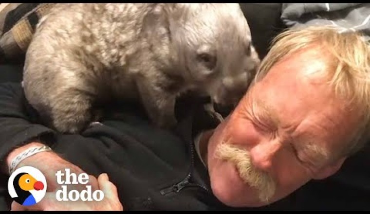 Sweet Tiny Wombat Turns His House Upside Down When He Becomes A Teenager