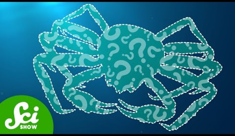 The Mysterious Disappearance of 10 Billion Alaskan Crabs