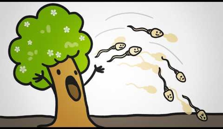 Pollen Is Not Plant Sperm (It’s MUCH Weirder)