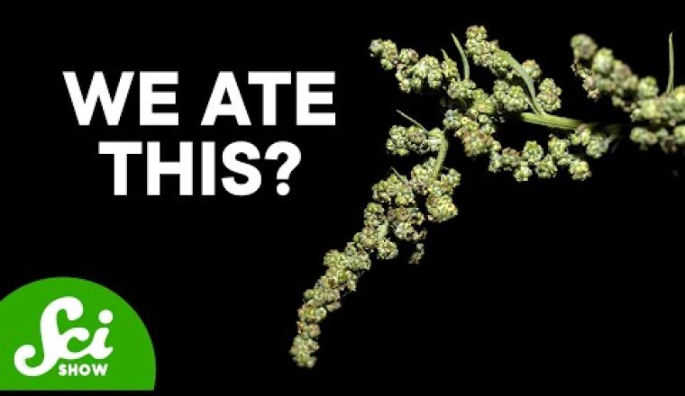 The Ancient Crops We've Forgotten How to Grow