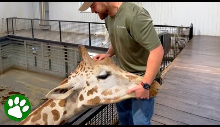 Giraffe Thanks Chiropractor With Hug