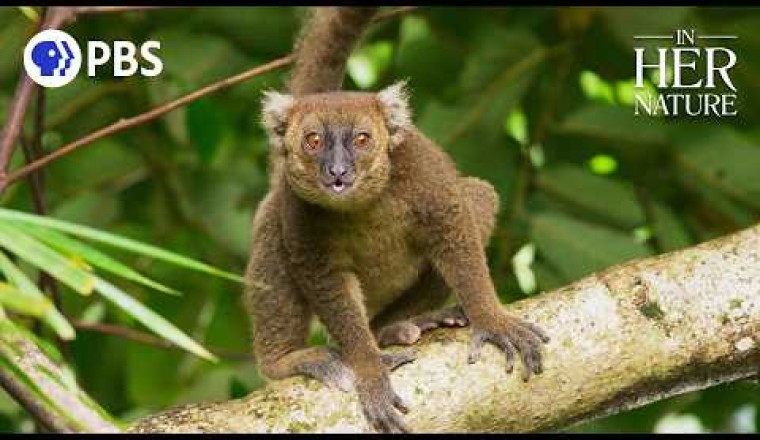 Meet One of the World’s Rarest Lemurs