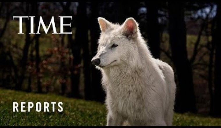 No Longer Extinct? Colossal Biosciences' Dire Wolf Project