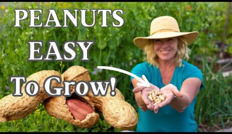 Planting and Growing Peanuts - Easy How To