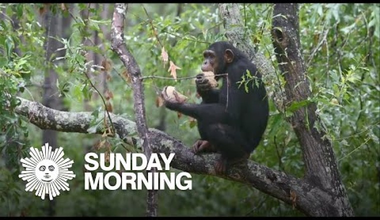 Chimp Haven, the World’s Largest Chimpanzee Sanctuary