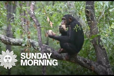 Chimp Haven, the World’s Largest Chimpanzee Sanctuary