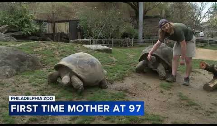 FIRST-TIME MOM: Philly Zoo's oldest resident gives birth to 4 critically endangered tortoises