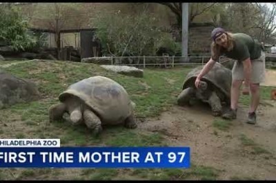 FIRST-TIME MOM: Philly Zoo's oldest resident gives birth to 4 critically endangered tortoises