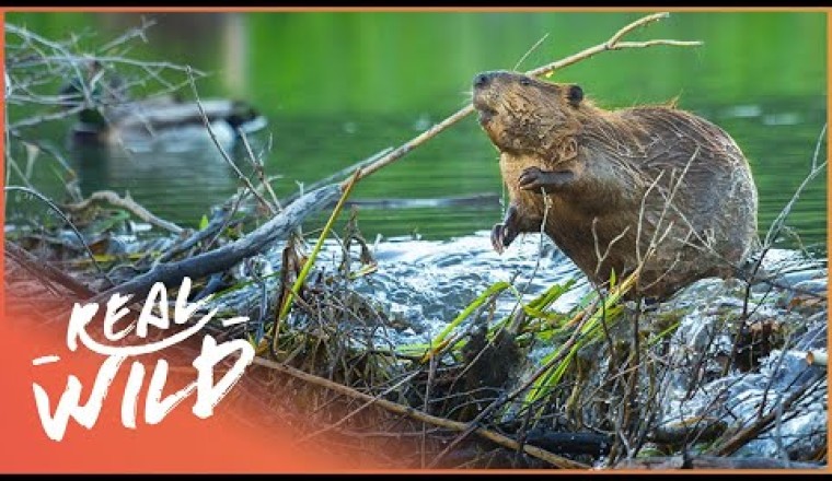 Nature's Engineers: Why Do Beavers Build Dams?