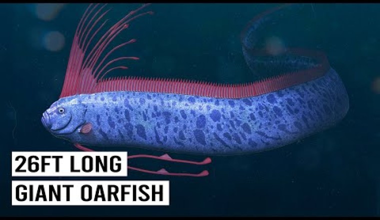 Searching For The Elusive Doomsday Fish