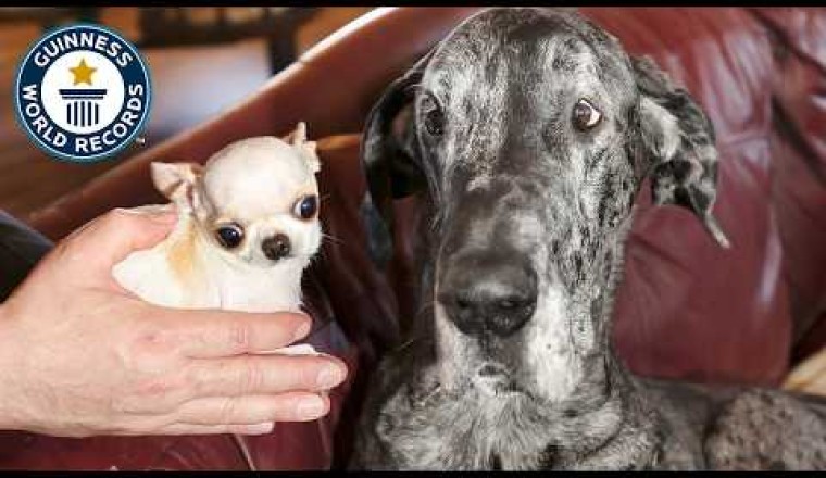 Tallest Dog Meets Smallest Dog