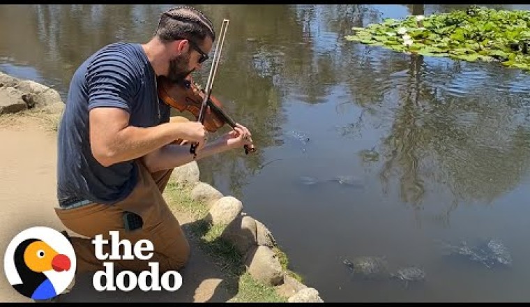 Turtles Love When This Violinist Plays Hip-Hop For Them