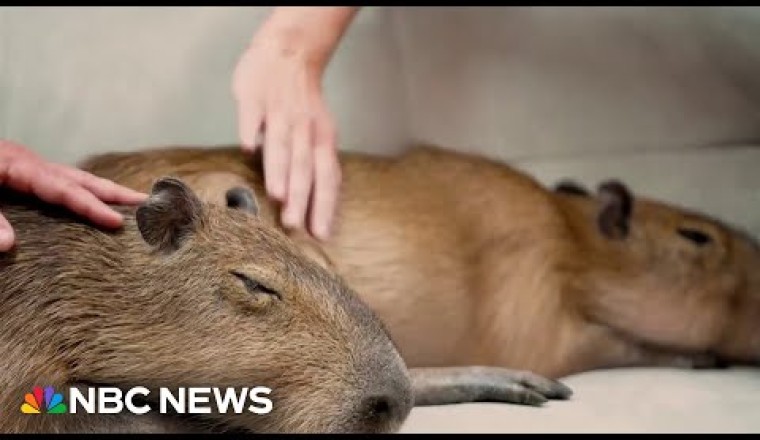 Cafe in Florida Allows Customers To Play With Capybaras
