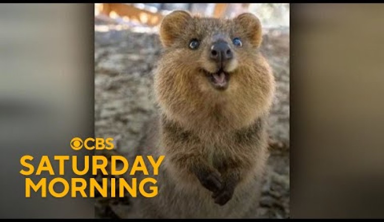 Social Media Fame Fuels Conservation Efforts for Australia’s Quokkas