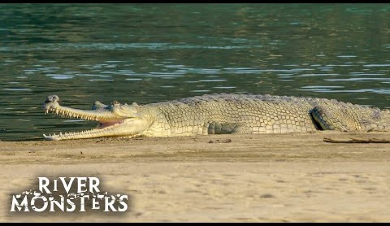 Jeremy Wade Stumbles Upon One of the RAREST CROCODILIANS on Earth